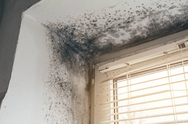 Affordable Mold Removal solutions in Aurora, IL